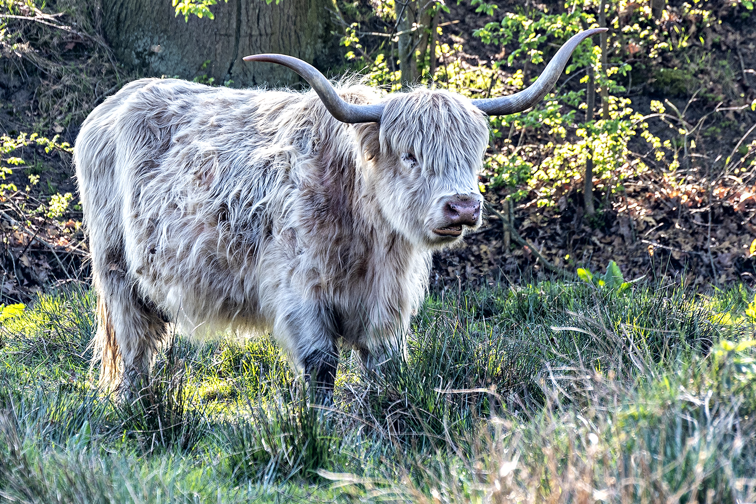 Scottisch highland cattle