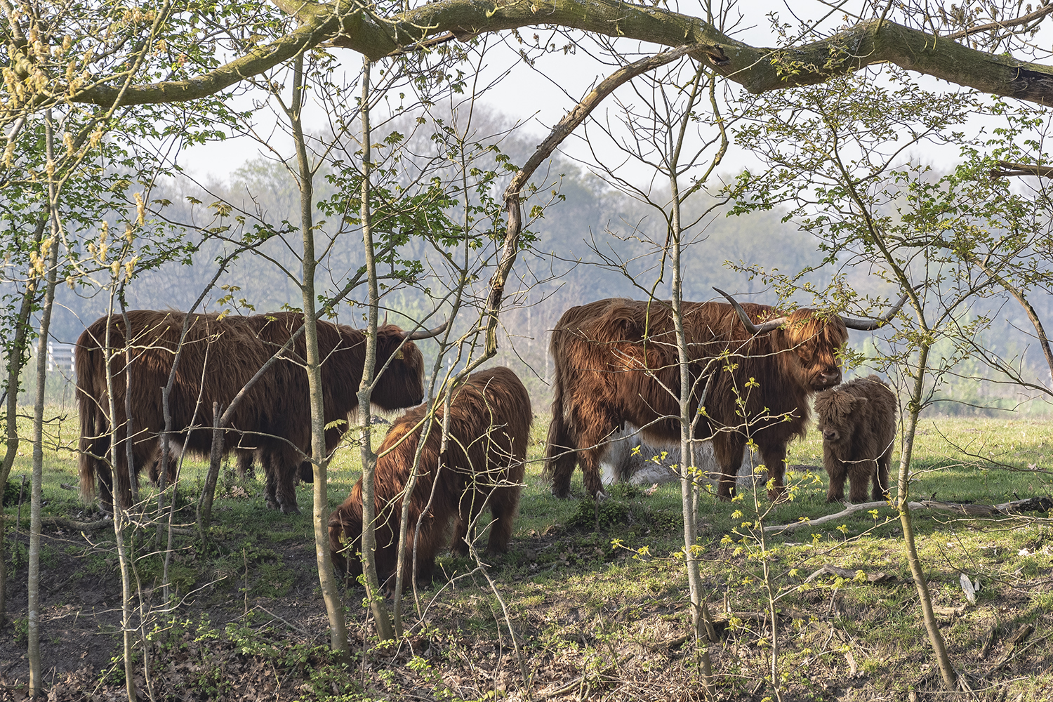 Scottisch highland cattles