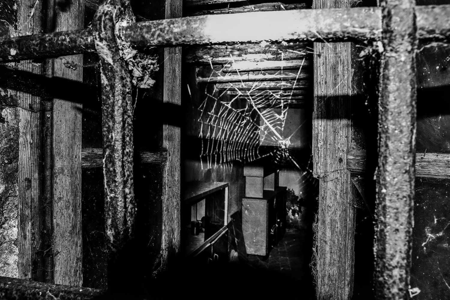 Cobweb