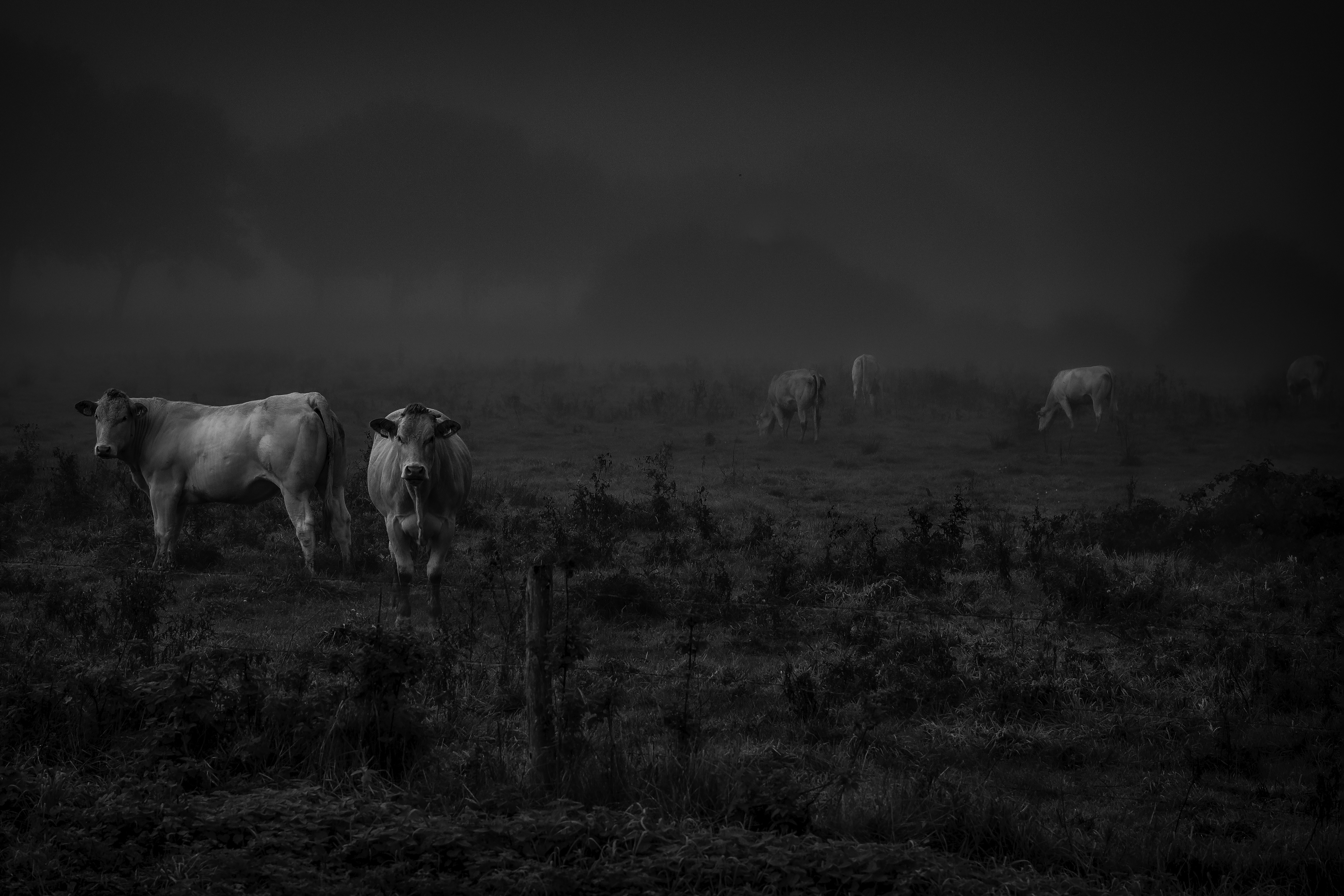 2019 — Koeien in de mist