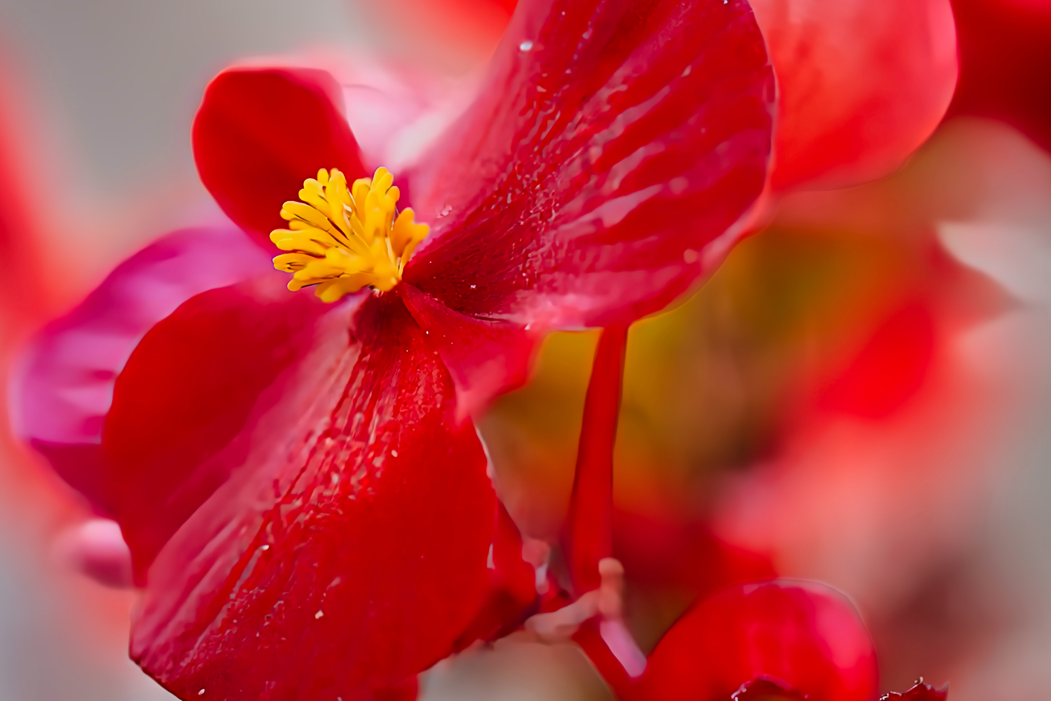 macro